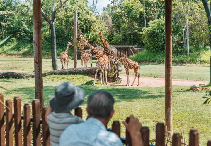 Australia Zoo Giraffes TEQ 1200px