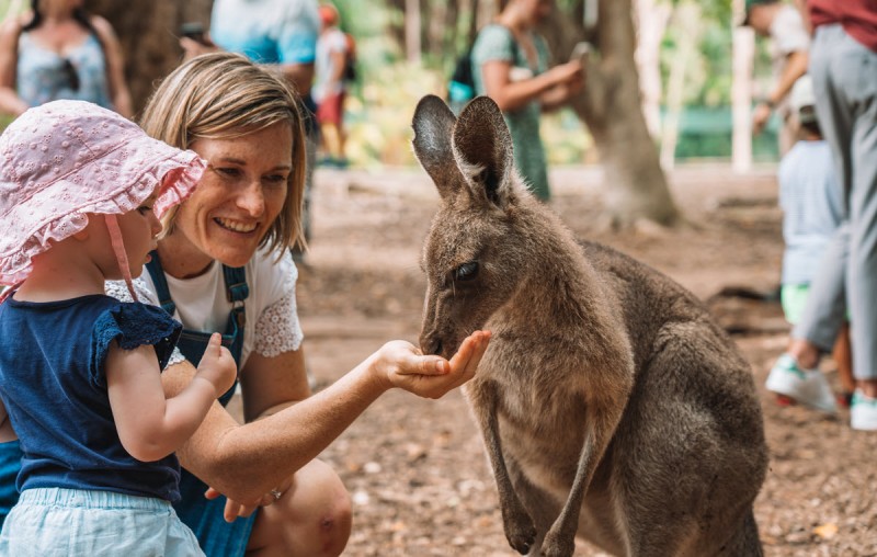Australia Zoo Wallaby TEQ 1200px