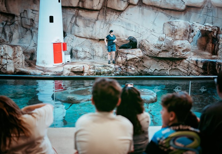 SeaLife Mooloolaba Seal Island FB Page 1200px