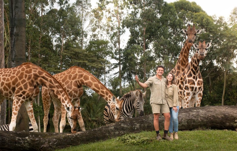 australia zoo giraffes