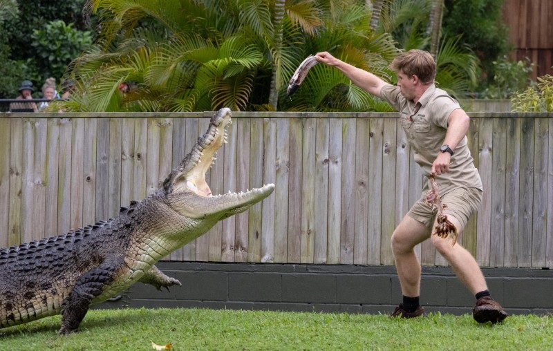 australia zoo robert crocodile feeding